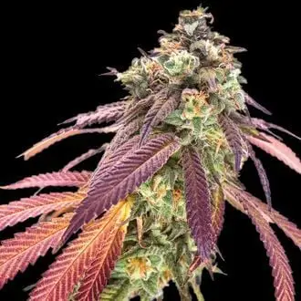 Auto Amnesiac cannabis seeds by Spliff Seeds