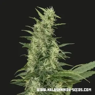Auto Amur Giant cannabis seeds by Kalashnikov Seeds