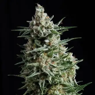 Auto Anesthesia cannabis seeds by Pyramid Seeds