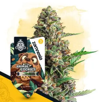 Auto Animal Cookies cannabis seeds by Zamnesia Seeds