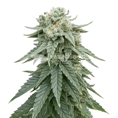 Auto Animal Face cannabis seeds