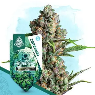 Auto Animal Mints cannabis seeds by Zamnesia Seeds