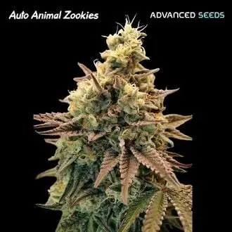 Auto Animal Zookies cannabis seeds