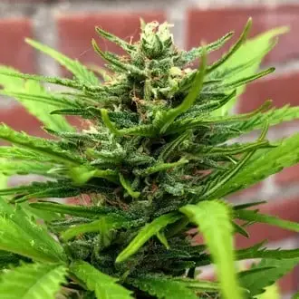 Auto Anthrax cannabis seeds by BSB Genetics