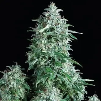 Auto Anubis cannabis seeds by Pyramid Seeds