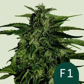 Auto Apollo F1 cannabis seeds by Royal Queen Seeds