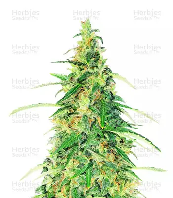 Auto Apple Betty cannabis seeds