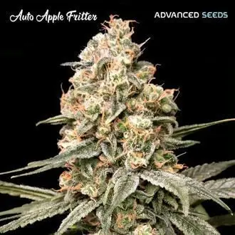 Auto Apple Fritter cannabis seeds