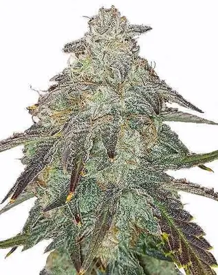 Auto Apple Fritters cannabis seeds