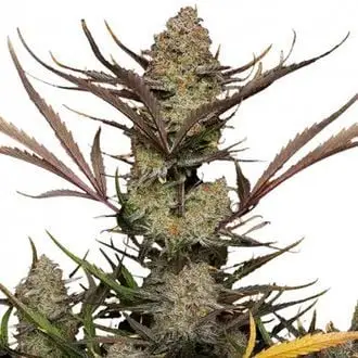 Auto Apple Strudel cannabis seeds by Fastbuds