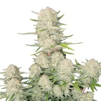 Auto Apricot cannabis seeds by Fastbuds