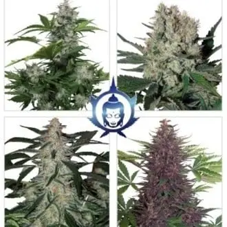 Auto Assorted cannabis seeds by Buddha Seeds