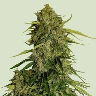 Auto Atlas F1 cannabis seeds