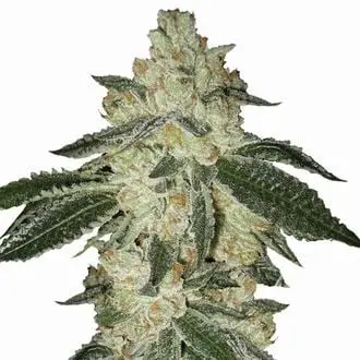Auto Aurora Indica cannabis seeds by Nirvana Seeds
