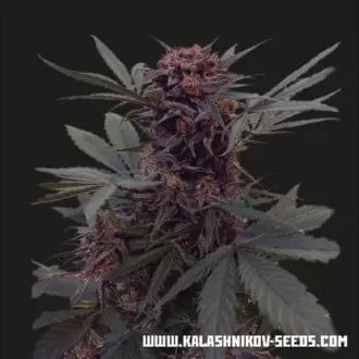 Auto Babushka Black cannabis seeds by Kalashnikov Seeds