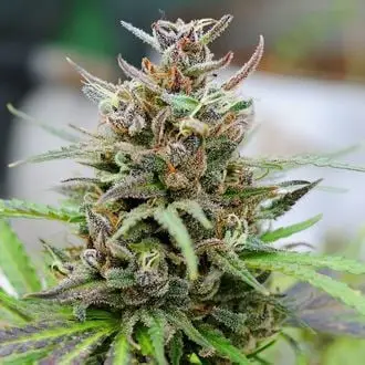 Auto Baby Boom cannabis seeds by Kannabia