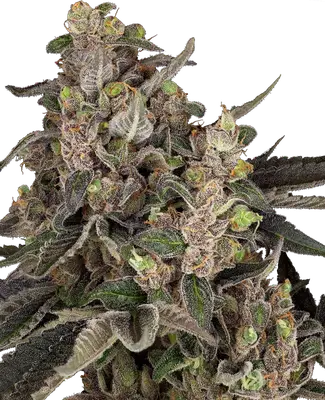 Auto Bahama Mama cannabis seeds