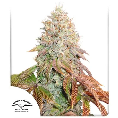 Auto Banana Blaze cannabis seeds
