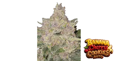 Auto Banana Cherry Cookies cannabis seeds