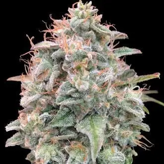 Auto Banana Cookies cannabis seeds