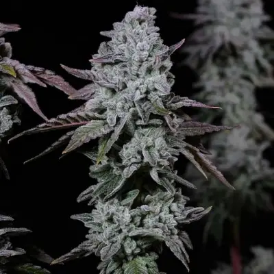 Auto Banana Daddy IBL cannabis seeds