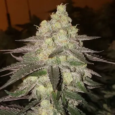 Auto Banana Daddy RBX2 cannabis seeds
