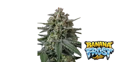 Auto Banana Frost cannabis seeds