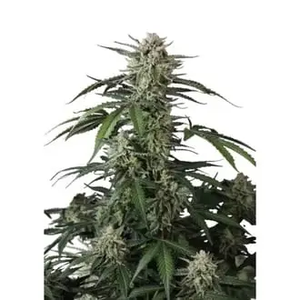 Auto Banana Guava cannabis seeds