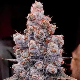 Auto Banana Jealousy Auto RF3 cannabis seeds