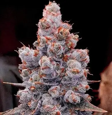 Auto Banana Jealousy RF3 cannabis seeds