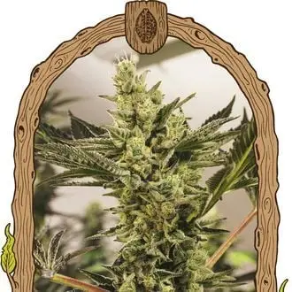 Auto Banana Mash cannabis seeds