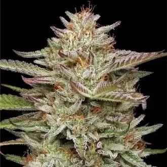 Auto Banana OG cannabis seeds by Humboldt Seed Company
