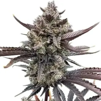 Auto Banana Purple Punch Auto RF3 cannabis seeds