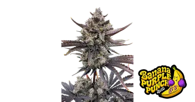 Auto Banana Purple Punch RF3 cannabis seeds