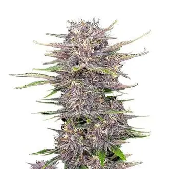 Auto Banana Purple Punch cannabis seeds by Fastbuds