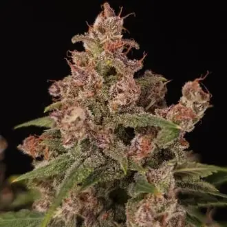 Auto Banana Purple cannabis seeds by Paradise Seeds