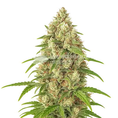 Auto Banana Zkittlez cannabis seeds