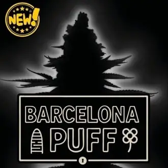 Auto Barcelona Puff cannabis seeds by Seedstockers