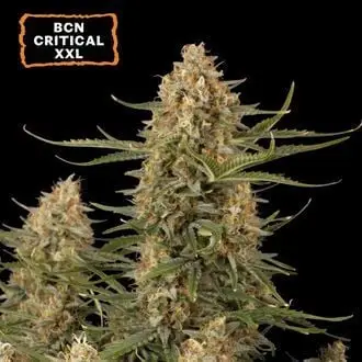 Auto BCN Critical XXL cannabis seeds