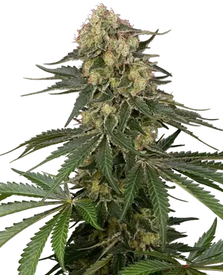 Auto Berliner cannabis seeds