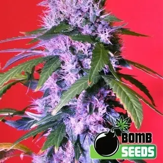 Auto Berry Bomb cannabis seeds by Bomb Seeds