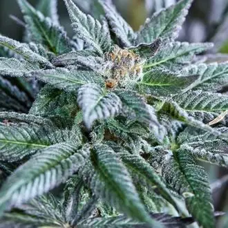Auto Berry Bonds cannabis seeds by Purple City Genetics