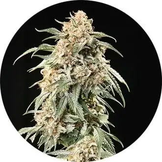Auto Big Auto Tao cannabis seeds by Top Tao Seeds