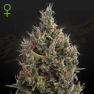 Auto Big Bang cannabis seeds