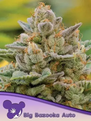 Auto Big Bazooka cannabis seeds