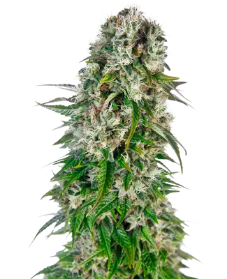 Auto Big Bud cannabis seeds