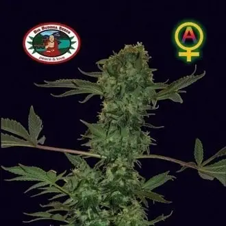 Auto Big Buddha Cheese cannabis seeds
