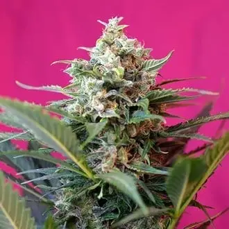 Auto Big Devil XL cannabis seeds by Sweet Seeds