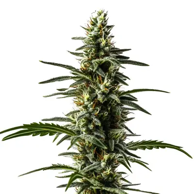 Auto Big Devil cannabis seeds by Blimburn Seeds