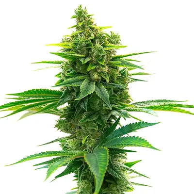 Auto Big Jack Widow cannabis seeds by Blimburn Seeds
